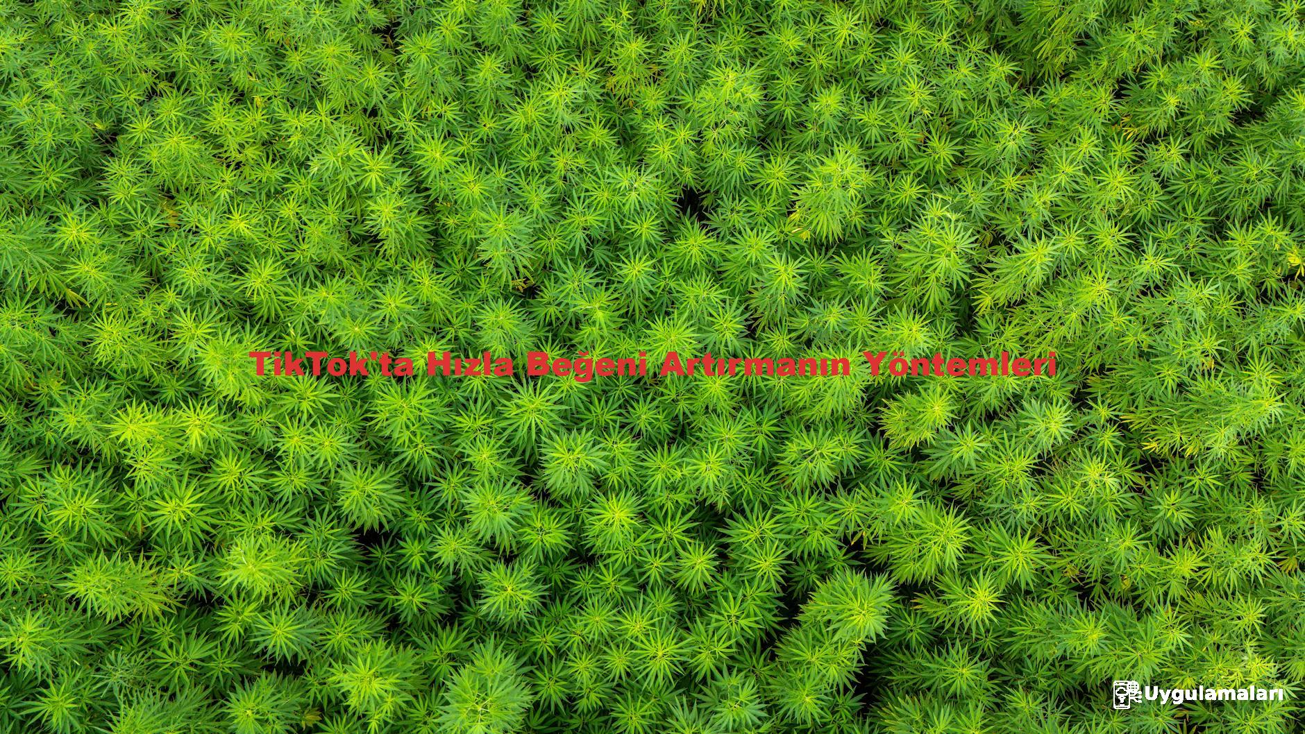 TikTok'ta Hızla Beğeni Artırmanın Yöntemleri